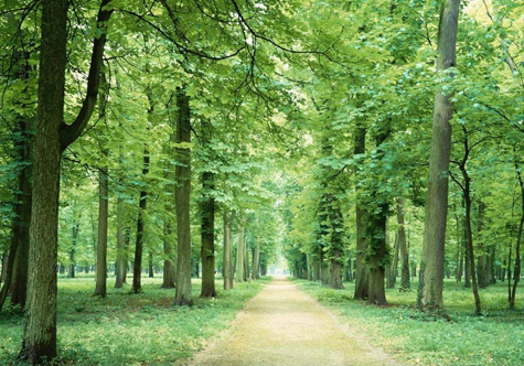 仟億達碳交易，讓林農愛(ài)上植樹(shù)“賣(mài)空氣”